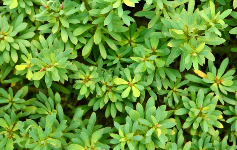 Euphorbia balsamifera or Tabaiba dulce plant native to Canary Islands and the symbol of the island of Lanzarote. royalty free stock images