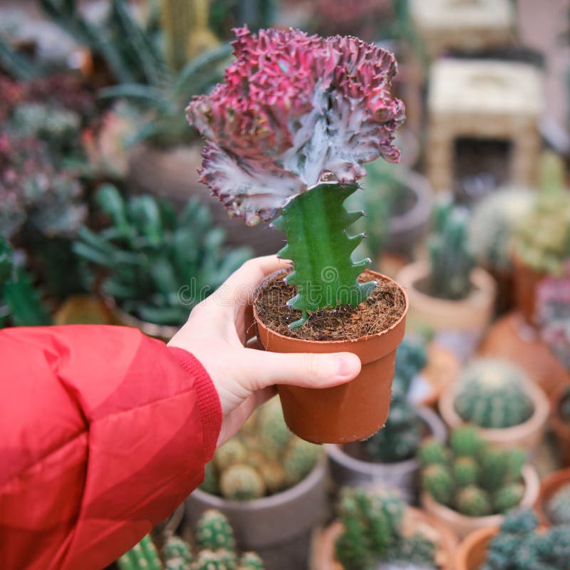 Euphorbia Lactea F. Cristata is a Member of the Euphorbiaceae Family Stock  Photo - Image of nature, desert: 220393590