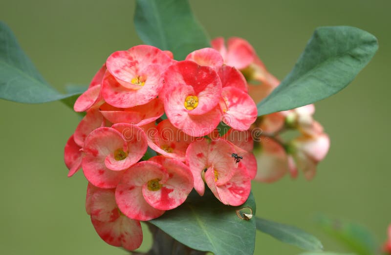 Euphorbia Milii