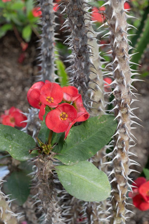 Euphorbia Milii Crown of Thorns