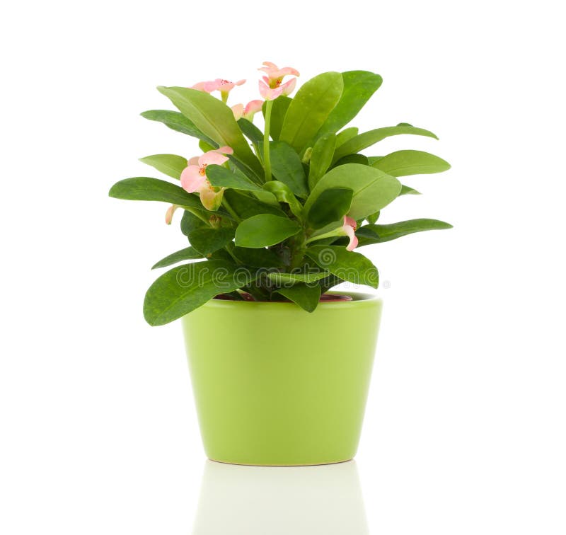 Euphorbia milii (crown of thorns)