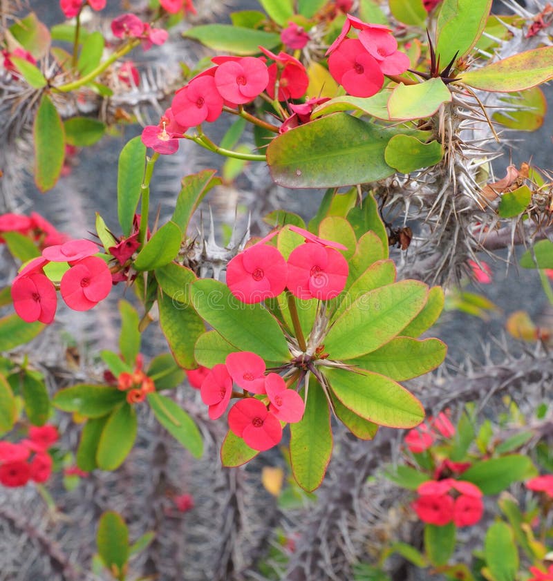 A Euphorbia Milii