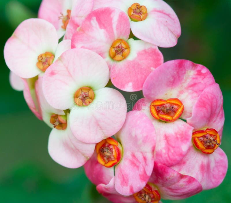 Euphorbia milii flowers