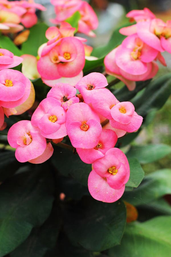 Euphorbia Milli Flowers - White and Pink Flowers Stock Image - Image of ...