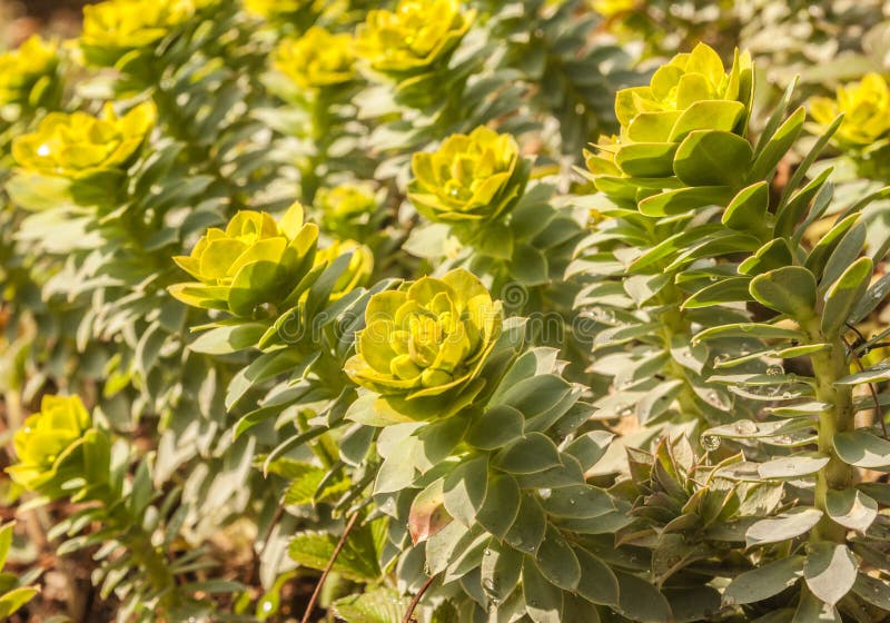 Euphorbia myrsinites fotografering för bildbyråer