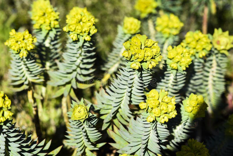Euphorbia myrsinites blommar i sommarträdgården arkivbild