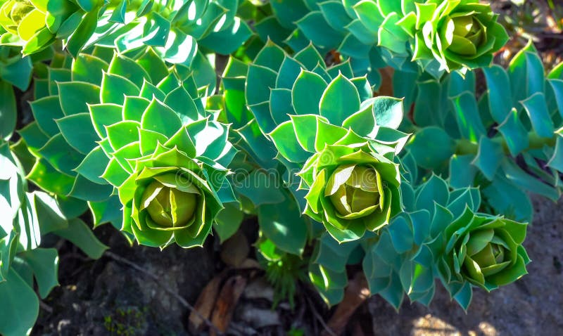 Euphorbia myrsinites, blå myrtelspäckad glaucousspask arkivfoto