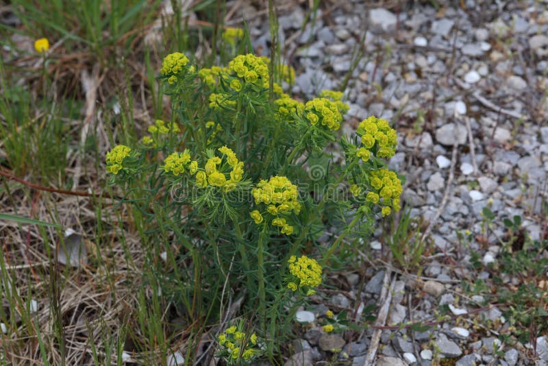 Euphorbia myrsinites eller myrtle spp. gröna blommor på våren arkivfoton