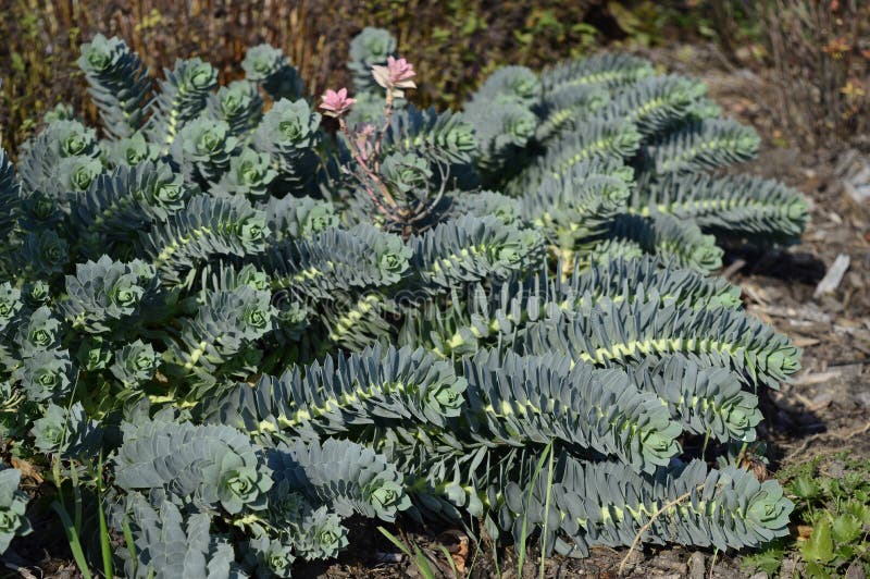 Euphorbia myrsinites med blygröna blad arkivbild