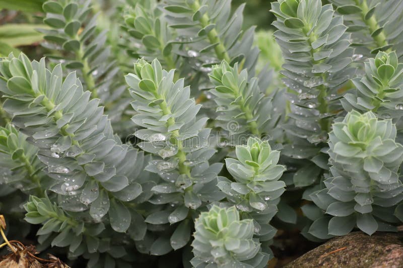 Euphorbia myrsinites myrtle spask även känd blåspask. royaltyfria foton