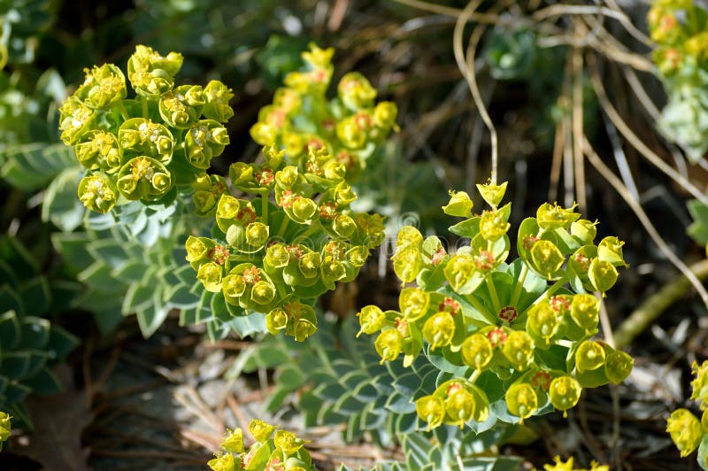 Euphorbia myrsinites myrtle sppress eller donkeytail sppress blomkluster detaljerar closeup. Euphorbia myrsinites myrtle spyrkon eller donkeytail spoäng en tilltalande, lätt växande, flergrön, perenn 6 tum hög stout som följer med långa navelsträngar med nästan triangulära bläckblad. Stammarna strålar från växtens centrum och stiger upp på de spetsar från vilka de halvburna blommorna kommer ut under sen vinter till tidig vår. Blommorna är inledningsvis gröngula men djupa till en röd nyans sommaren. Denna växt är uppförd på förteckningen över giftiga ogräs i många delar av världen. Krämen är giftig och har rapporterats vara irriterande för hud och ögon.. släktet Euphorbia species myrsinites Familj : Euphorbiaceae