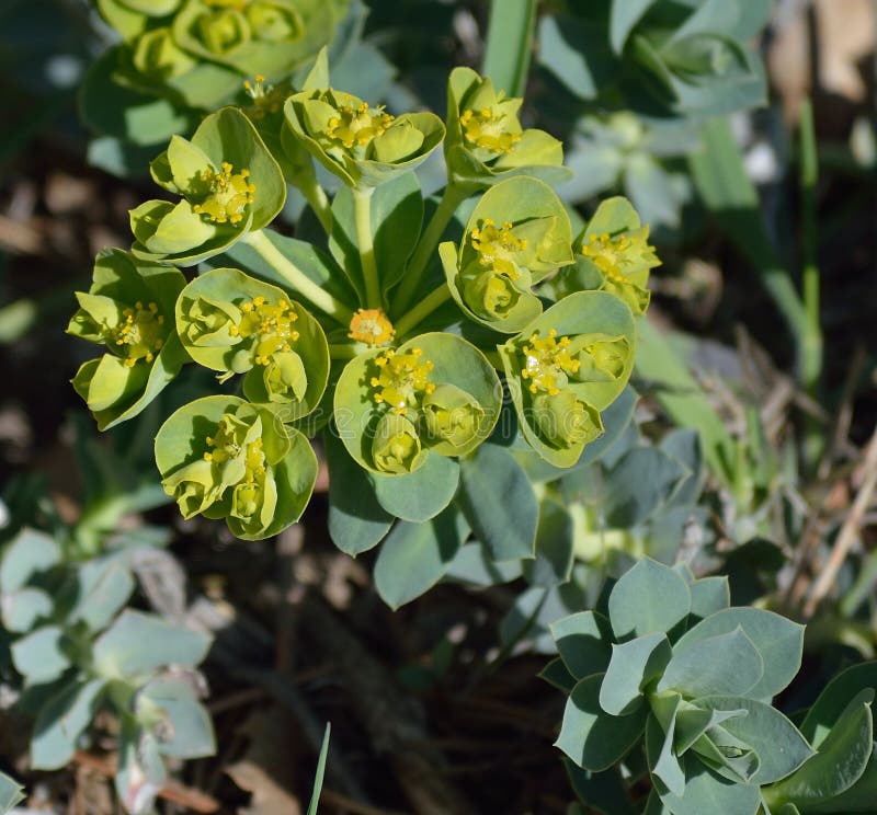 Euphorbia myrsinites myrtle sppress eller donkeytail sppress blomma och bladmakro fotografering för bildbyråer