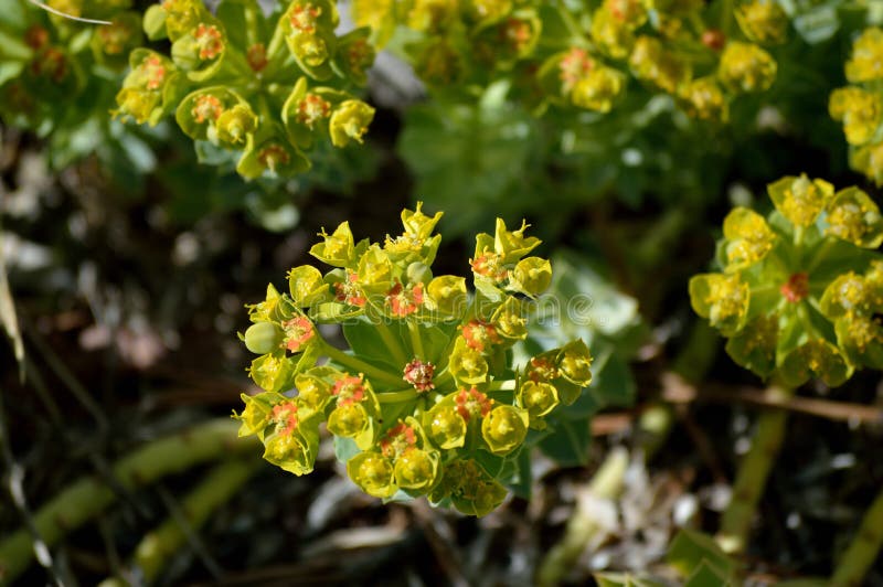 Euphorbia myrsinites myrtle sppress eller donkeytail sphit red och gul blomkluster detaljer arkivbild