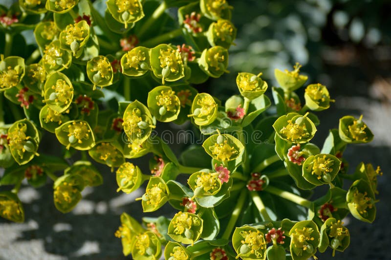Euphorbia myrsinites myrtle sppress eller donkeytail sptränggul och röd blomma makro royaltyfri bild
