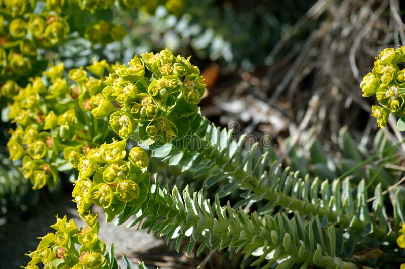 Euphorbia myrsinites myrtle sppress eller donkeytail spyrkblommor och stjälk och bläckfisk arkivfoton