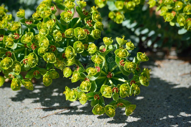 Euphorbia myrsinites myrtle spyrkon eller donkeytail spyrkon i trädgårdsblommans detaljer arkivbild
