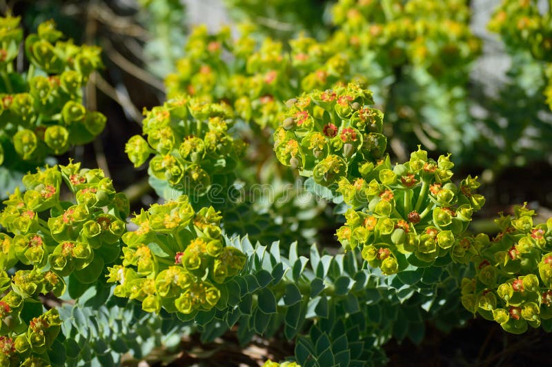 Euphorbia myrsinites myrtle spyrkon eller donkeytail spyrkoplokluster detaljer royaltyfri foto