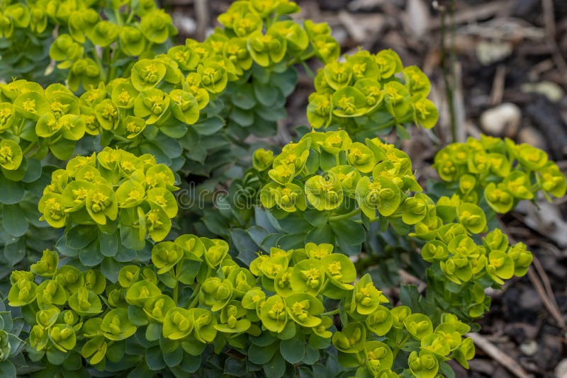 Euphorbia myrsinites arkivfoton