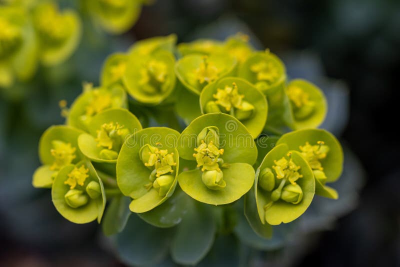 Euphorbia myrsinites arkivbilder