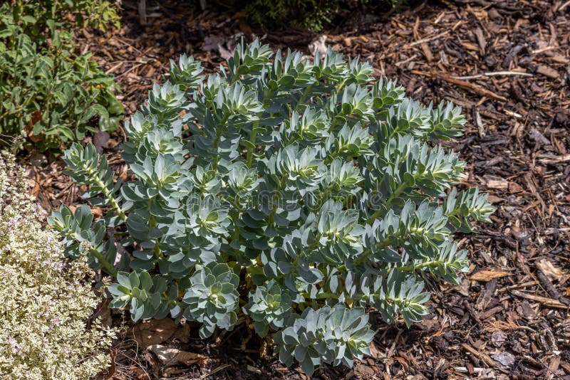 Euphorbia myrsinites arkivbilder