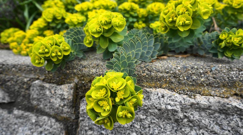 Euphorbia myrsinites som flödar upp evergreen perenial plant nära. arkivfoto