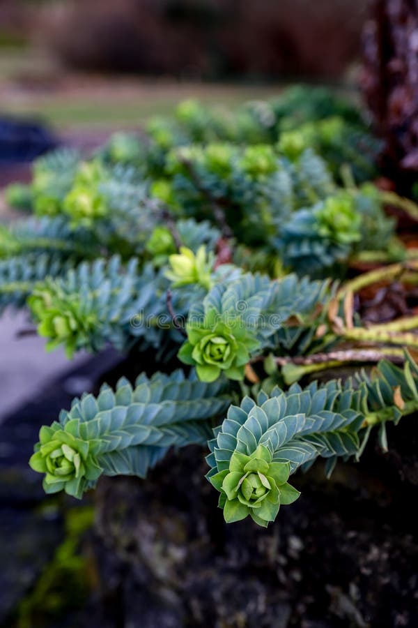 Euphorbia myrsinites som rullar varg i en trädgård arkivfoto