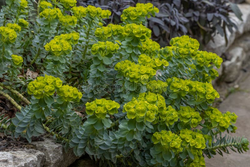 Euphorbia myrsinites royaltyfri bild