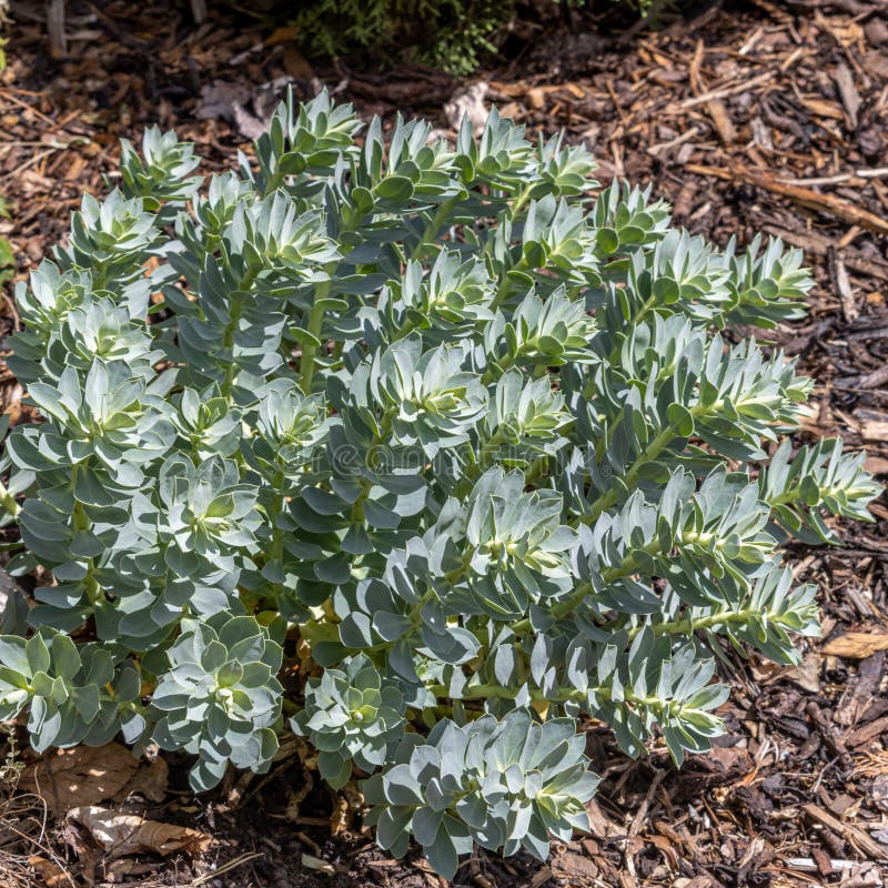 Euphorbia myrsinites royaltyfria foton