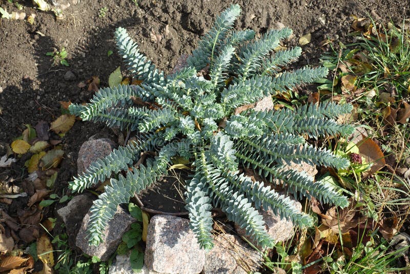 Euphorbia myrsinites, vintergrön grönbläckfisk fotografering för bildbyråer