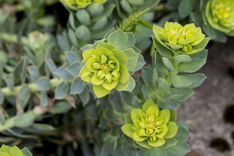 Euphorbia myrsinites. växten är myrtleleaved milkweed med gröna blommor arkivbilder
