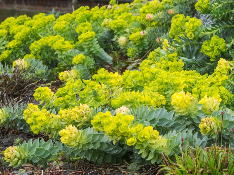 Euphorbia myrsinites wolfsmilch med full ram royaltyfria foton