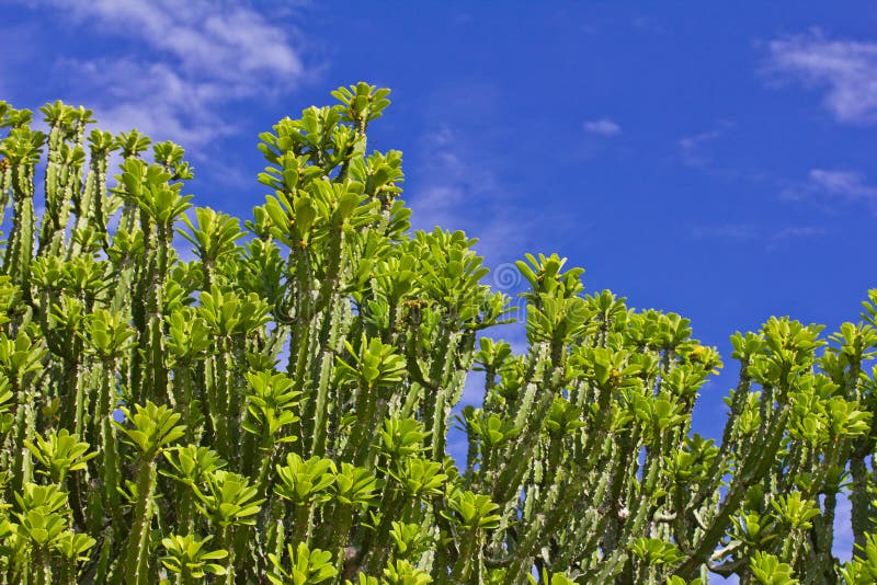 Euphorbia neriifolia L. (E. ligularia Roxb.) Mescal Tree