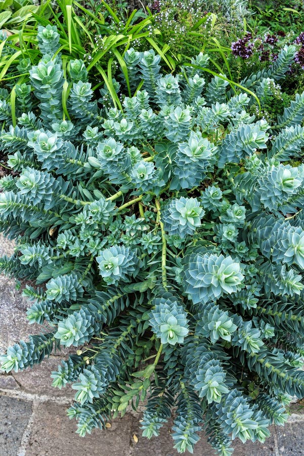 Euphorbiamyrsinites Myrtle Spurge, åsnasvans royaltyfria foton