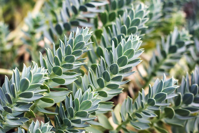 Euphorbiamyrsinites, trädgårds- spurge för blommaväxtmyrten också som är bekant som att krypa spurge, blå spurge, bred-leaved blå arkivbild