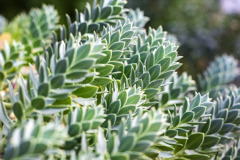 Euphorbiamyrsinites, trädgårds- spurge för blommaväxtmyrten också som är bekant som att krypa spurge, blå spurge, bred-leaved blå arkivfoton