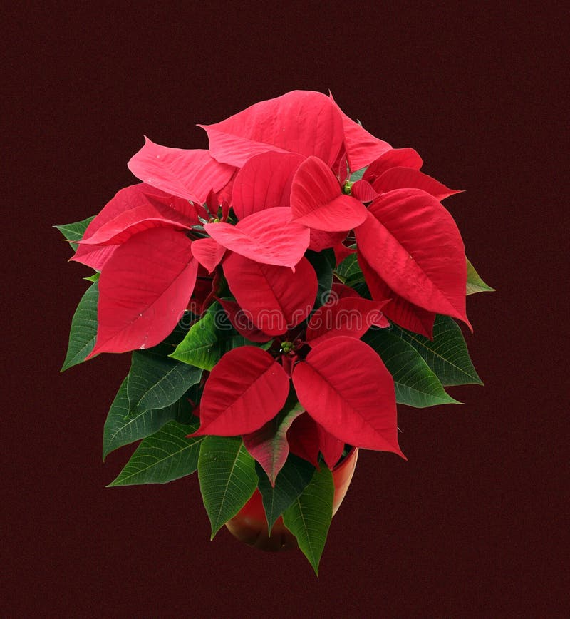 Christmas starr Euphorbia pulcherrima Euphorbiaceae plant care. Christmas starr Euphorbia pulcherrima Euphorbiaceae plant care