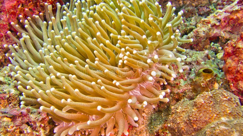 Euphyllia, Hammer Coral, Lembeh, Indonesia Stock Photo - Image of deep ...