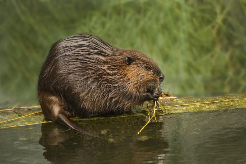 The Eurasian beaver Castor fiber in zoo. The Eurasian beaver Castor fiber in zoo.