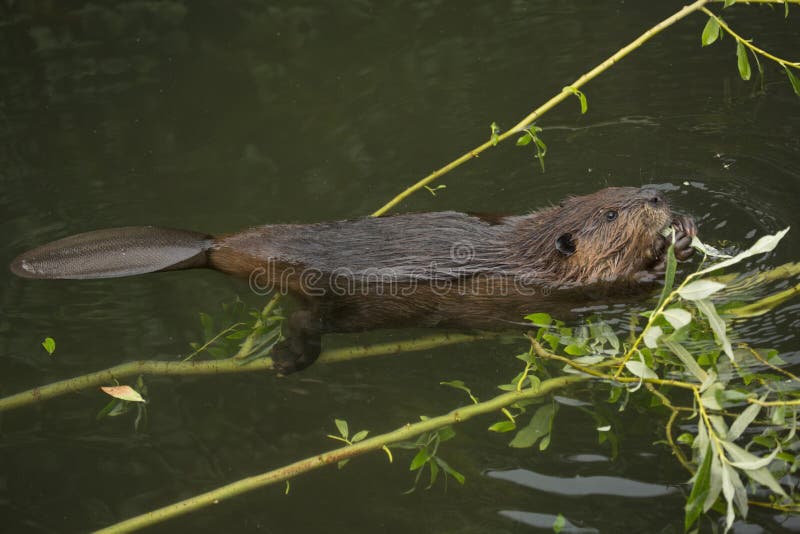 The Eurasian beaver Castor fiber in zoo. The Eurasian beaver Castor fiber in zoo.