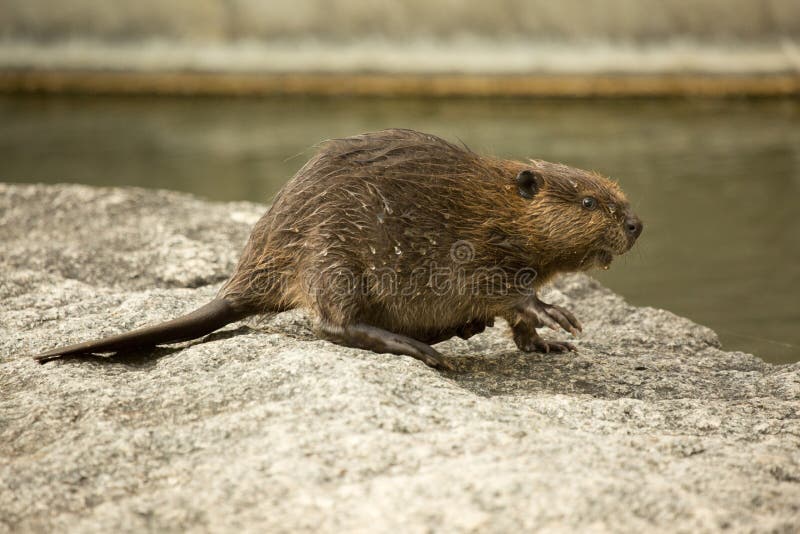 The Eurasian beaver Castor fiber in zoo. The Eurasian beaver Castor fiber in zoo.