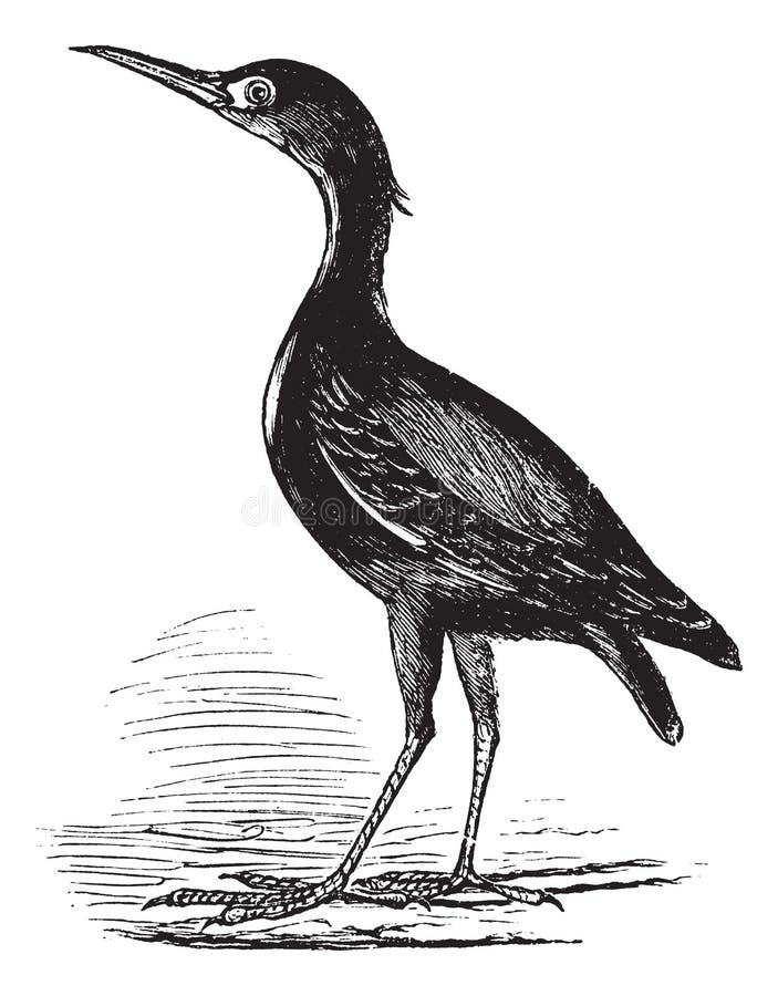 Eurasian Bittern or Botaurus Stellaris, Bird, Vintage Engraving Stock ...