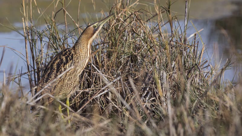 Eurasian Bittern in Reed Bed