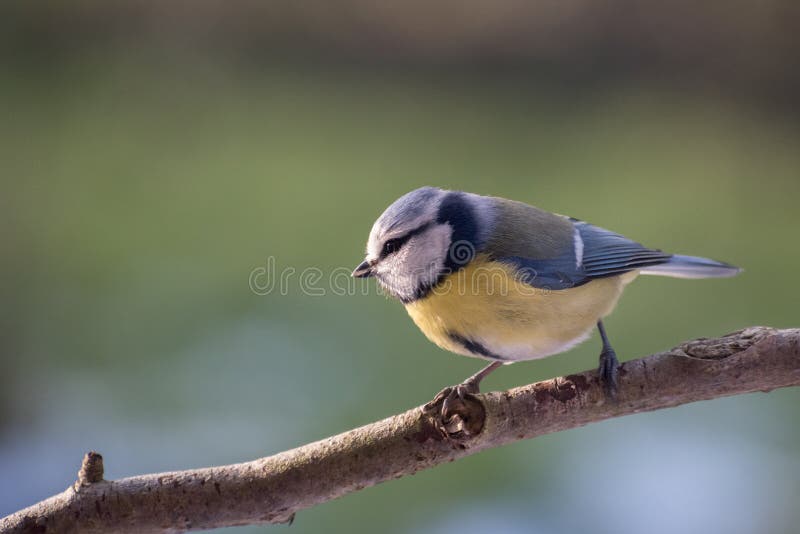 Eurasian blue tit Cyanistes caeruleus on a branch, a small pas royalty free stock image Eurasian blue tit Cyanistes caeruleus on a branch, a small pas royalty free stock image