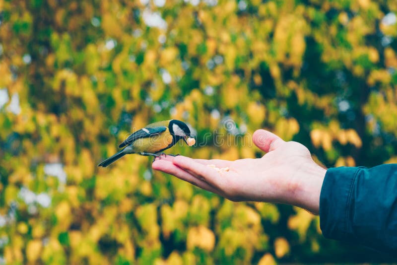 Blue tit bird eating a cashew nut from a man& x27;s hand