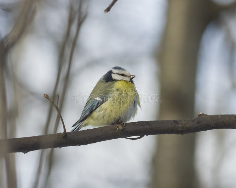 Eurasian blue tit, Cyanistes caeruleus, sitting in branches, closeup portrait, selective focus, shallow DOF