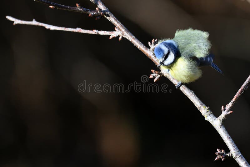 The Eurasian Blue Tit Cyanistes Caeruleus Is A Small Passerine Bird In