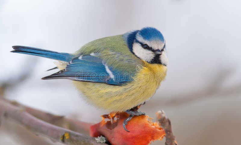 Eurasian blue tit sits on top of an apple in winter feeding time