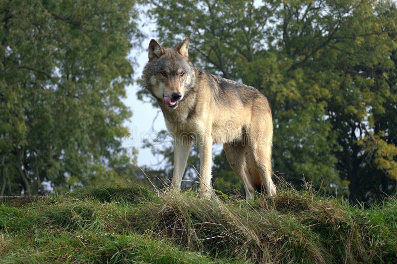Eurasian or Common Wolf Standing Stock Image - Image of common, england ...