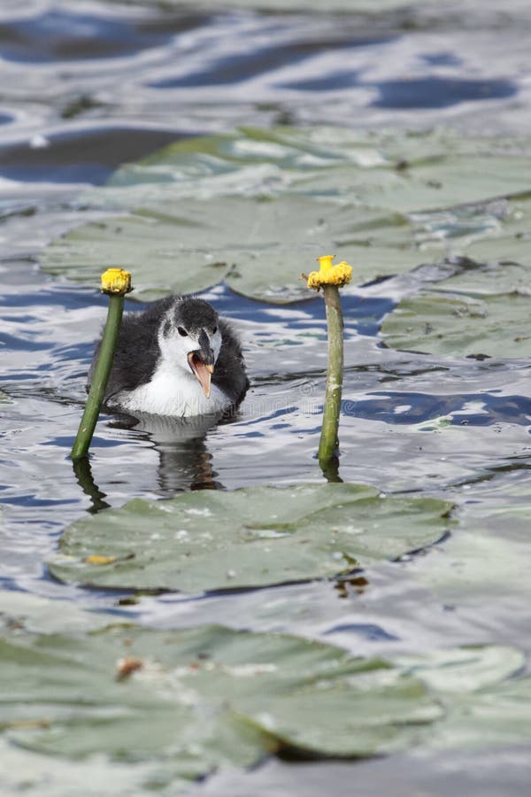 Eurasian coot