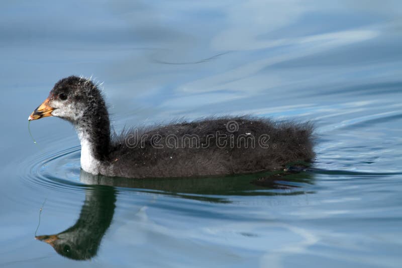 Eurasian coot duck (fulica atra) baby stock photo Eurasian coot duck (fulica atra) baby stock photo